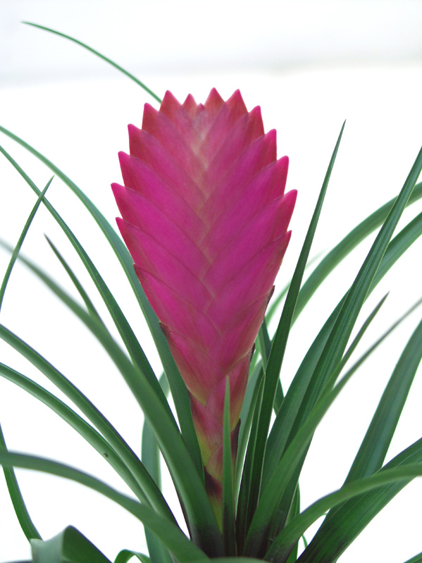 Tillandsia Cyanea